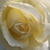 Biały  - Róża wielkokwiatowa - Hybrid Tea - Erény